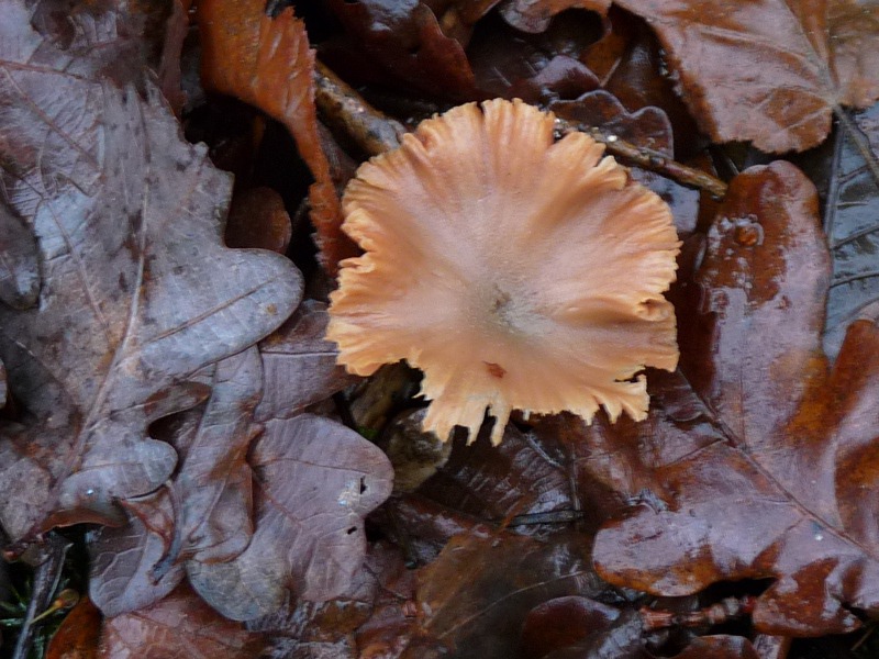 P1040622 Cort Hut 800X600 red .JPG