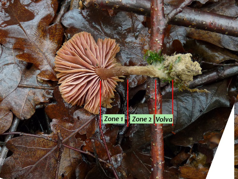 P1040625 scal 800 Zonen red .JPG