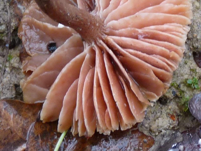 P1040628 ort Ausschnitt 800X600 .JPG