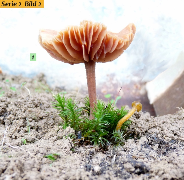 zzz12 Pilz im Studio red .JPG