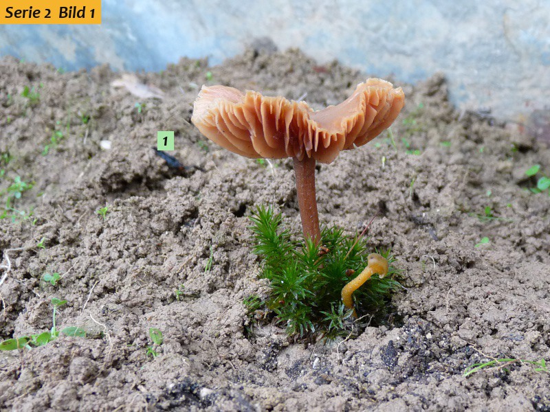 zzz11 Pilz im Studio red .JPG