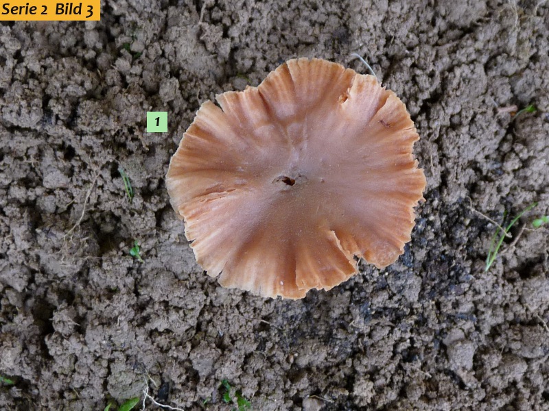 zzz13 Pilz im Studio red .JPG