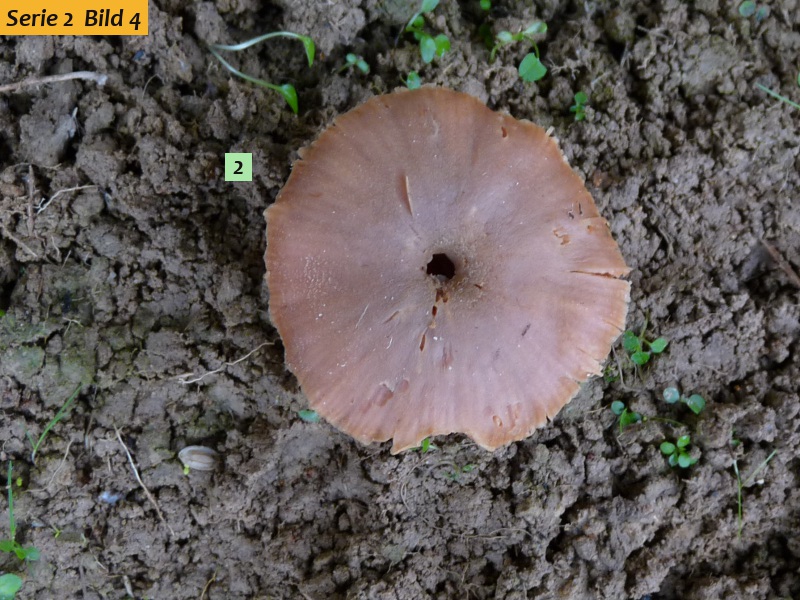 zzz14 Pilz im Studio red .JPG