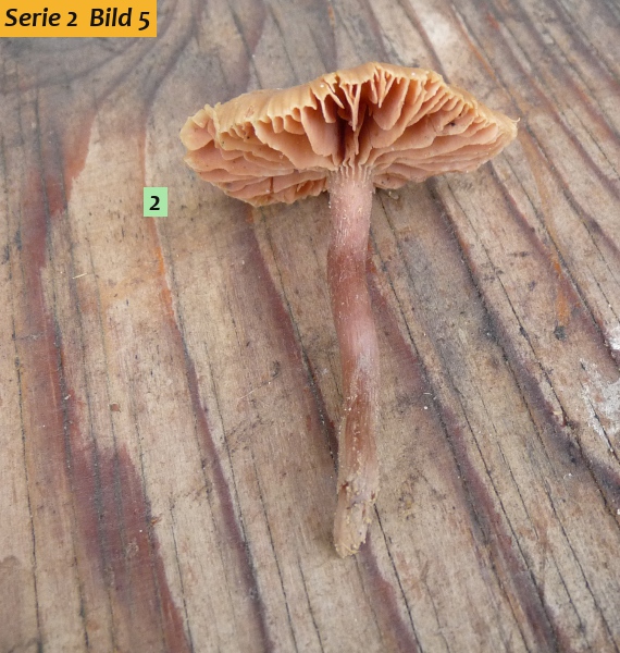 zzz15 Pilz im Studio red .JPG