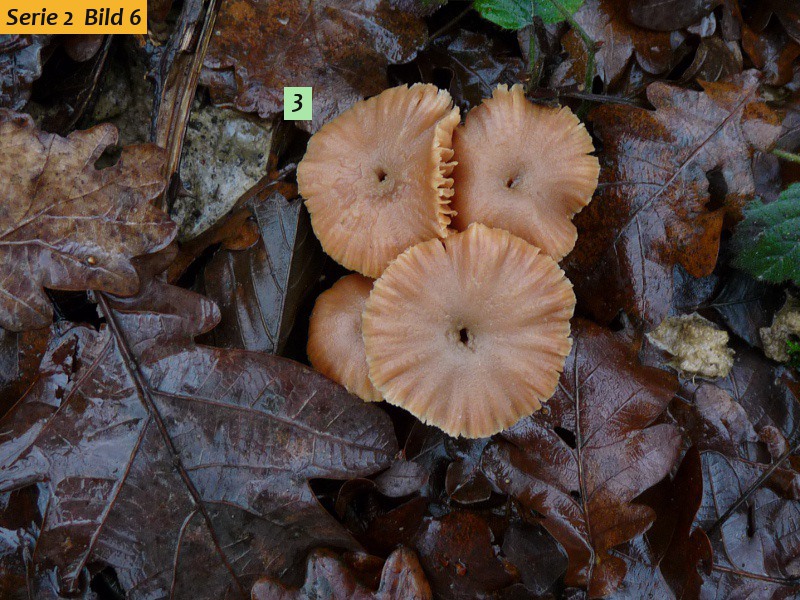zzz16 Pilz in Natur red .JPG