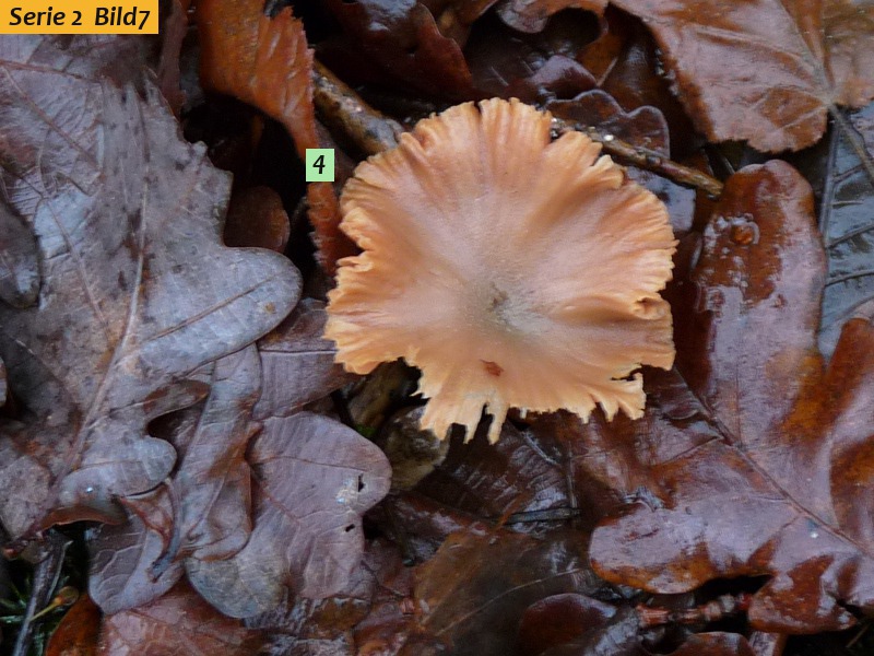 zzz17 Pilz in Natur red .JPG