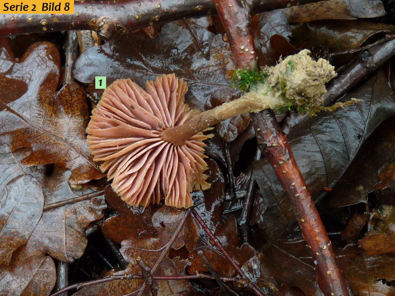 zzz18 Pilz in Natur red .JPG