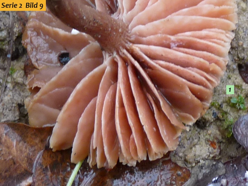 zzz19 Pilz in Natur red .JPG