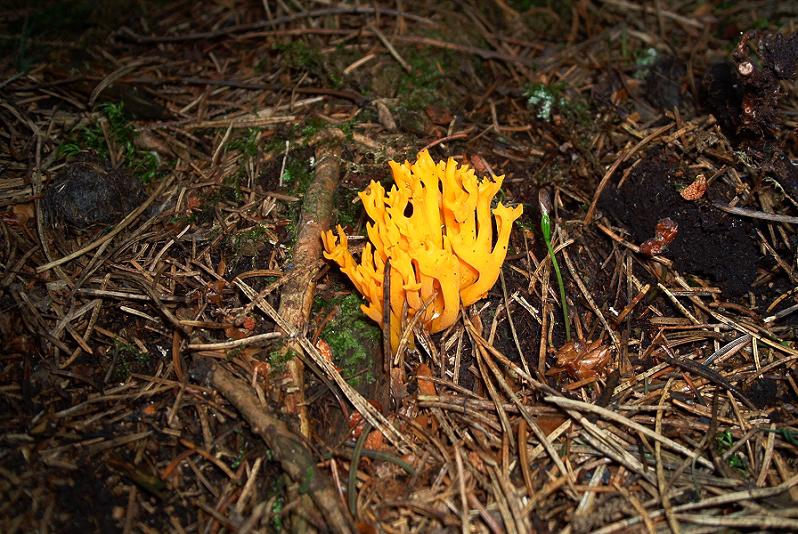 Calocera viscosa_01.JPG