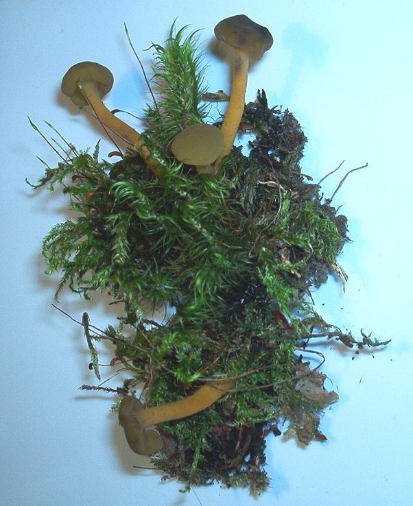 Leotia lubrica_02.JPG