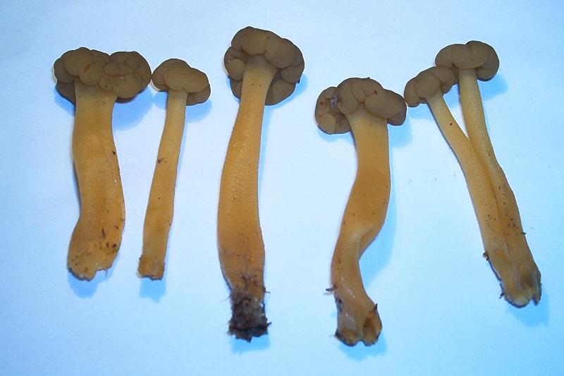 Leotia lubrica_04.JPG