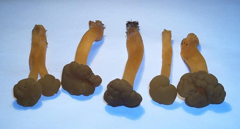 Leotia lubrica_05.JPG