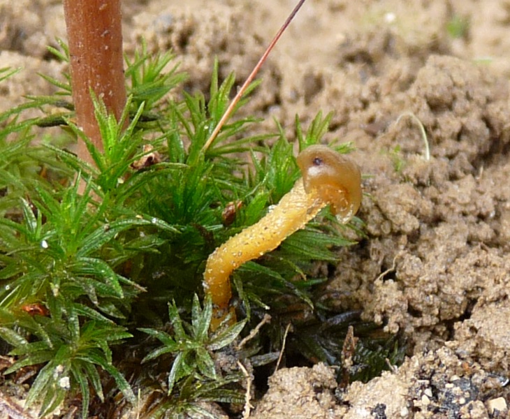 P1040648 Kleiner scal 600 .JPG