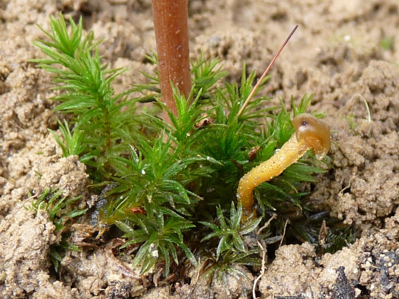 P1040648 Kleiner scal 800 .JPG