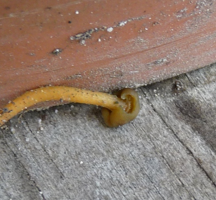 P1040658 Kleiner 400.JPG