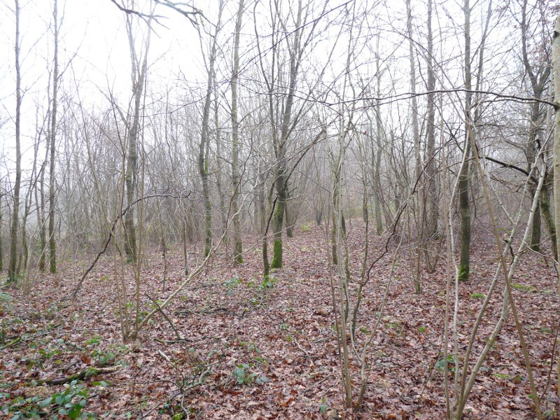 P1040646 Junges Eichenwäldchen 800 red .JPG