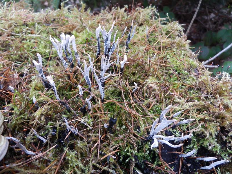 Geweihförmige Holzkeule-1.JPG