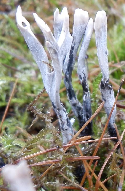 Geweihförmige Holzkeule-1.2.JPG