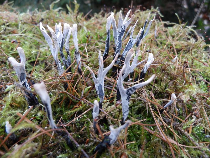 Geweihförmige Holzkeule-1.3.JPG