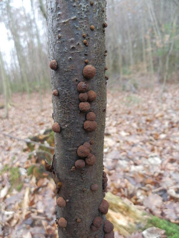 Pilze an Holz-4.1.jpg