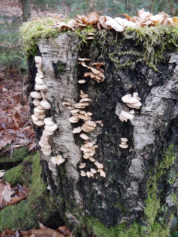 Panellus stipticus-1.jpg