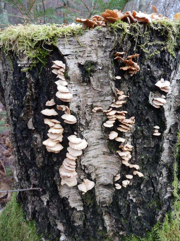 Panellus stipticus-1.1.jpg