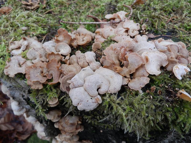 Panellus stipticus-1.2.jpg