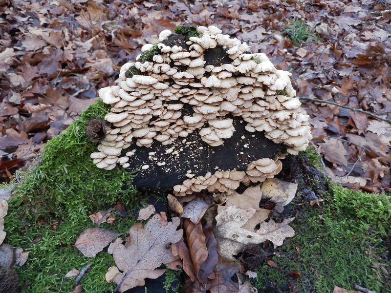 Panellus stipticus-1.3.jpg