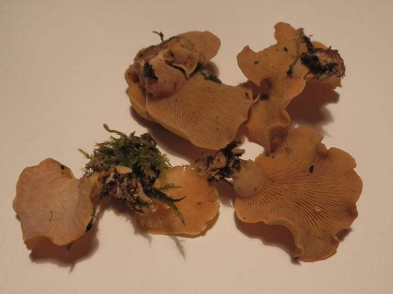 Panellus stipticus-1.4.JPG