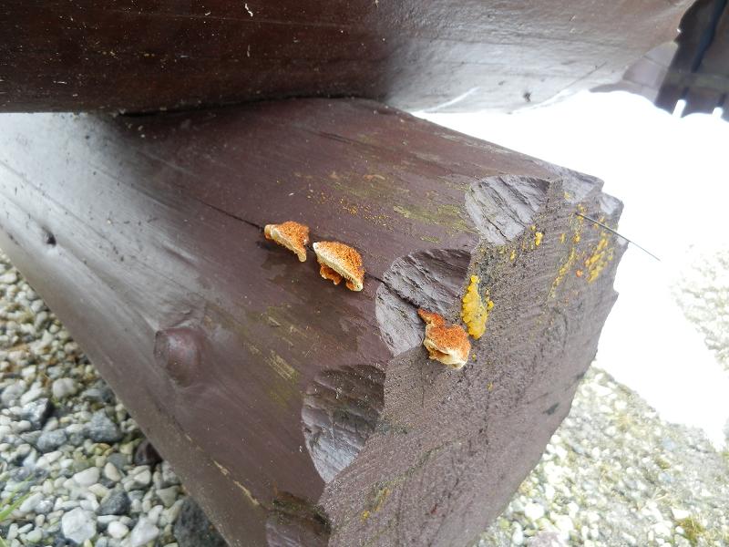 Pilze an Holz-9.1.JPG