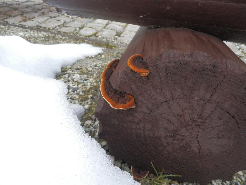 Pilze an Holz-9.2.JPG