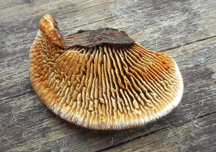 Pilze an Holz-9.4.JPG