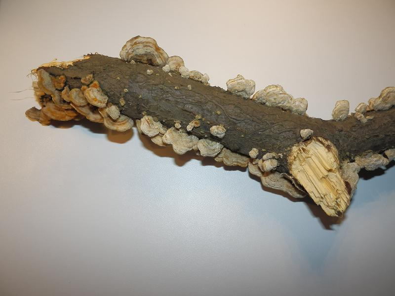Pilze an Holz-7.jpg
