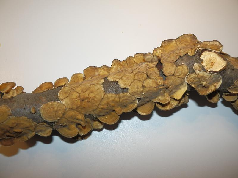 Pilze an Holz-7.3.jpg