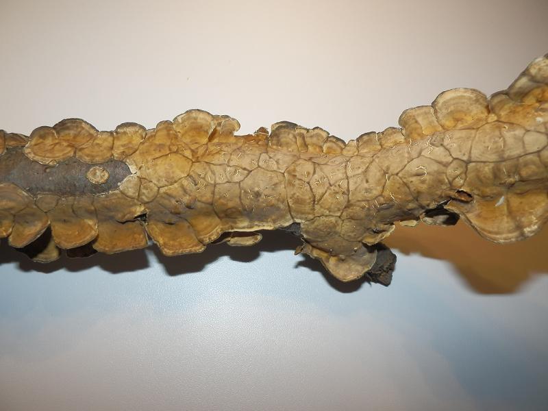 Pilze an Holz-7.4.jpg