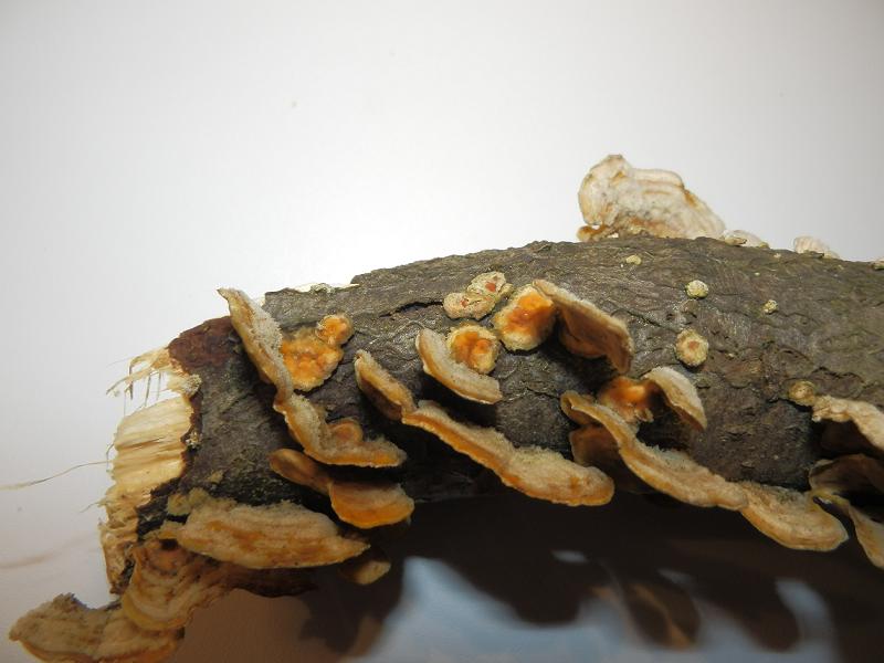 Pilze an Holz-7.5.jpg