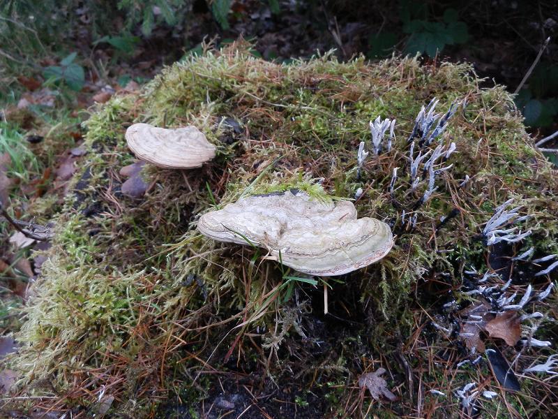 Porling unbenannt-3.jpg