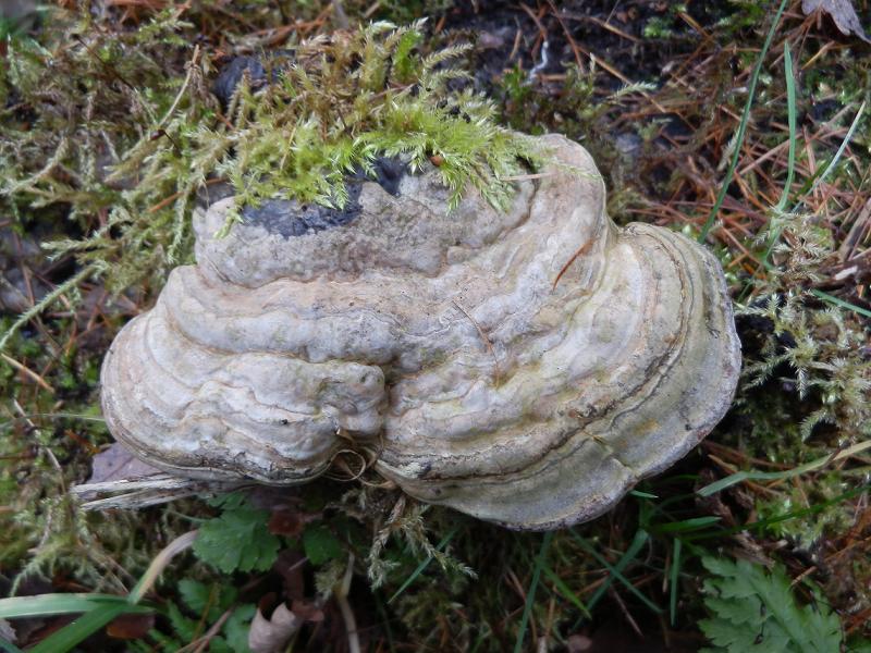 Porling unbenannt-3.1.jpg