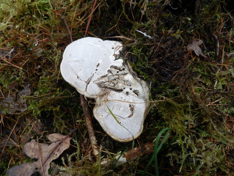 Porling unbenannt-3.3.jpg