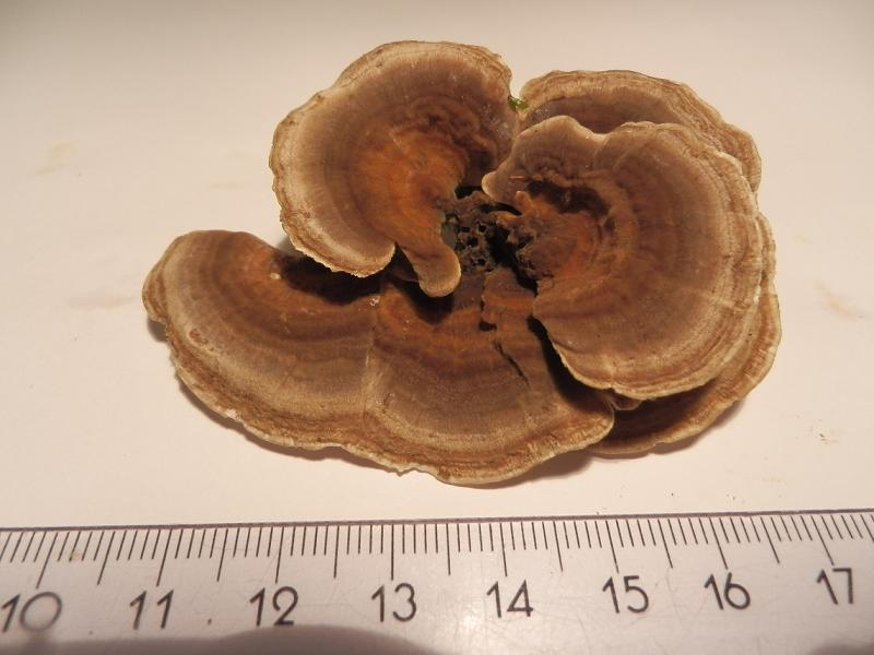 Schmetterlings - Tramete-6.jpg