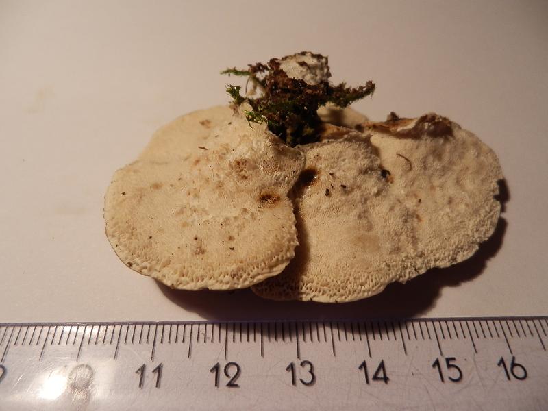 Trametes versicolor-6.3.jpg