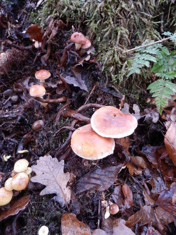 Ziegelroter Schwefelkopf-1.jpg