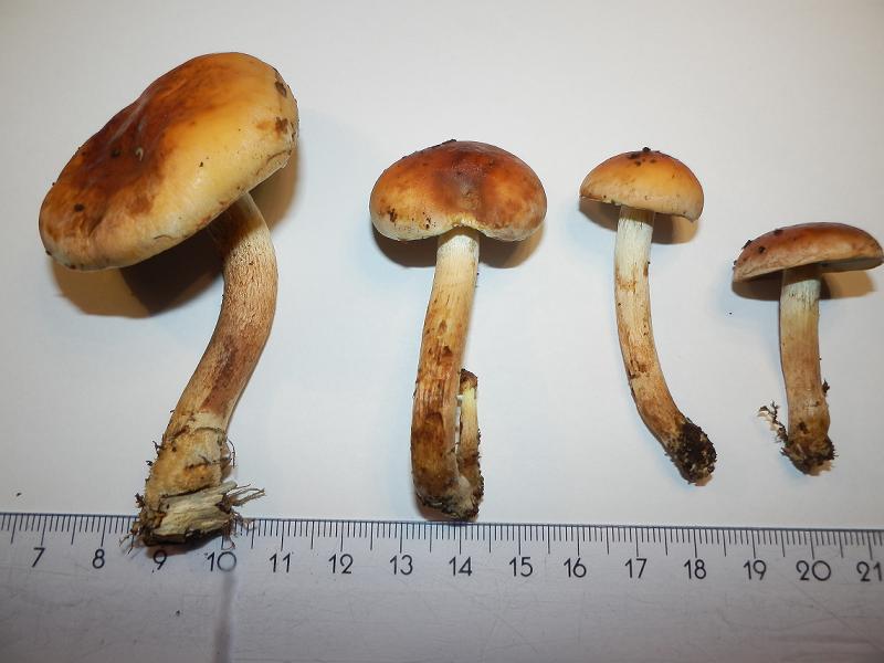 Hypholoma unbenannt-1.2.jpg