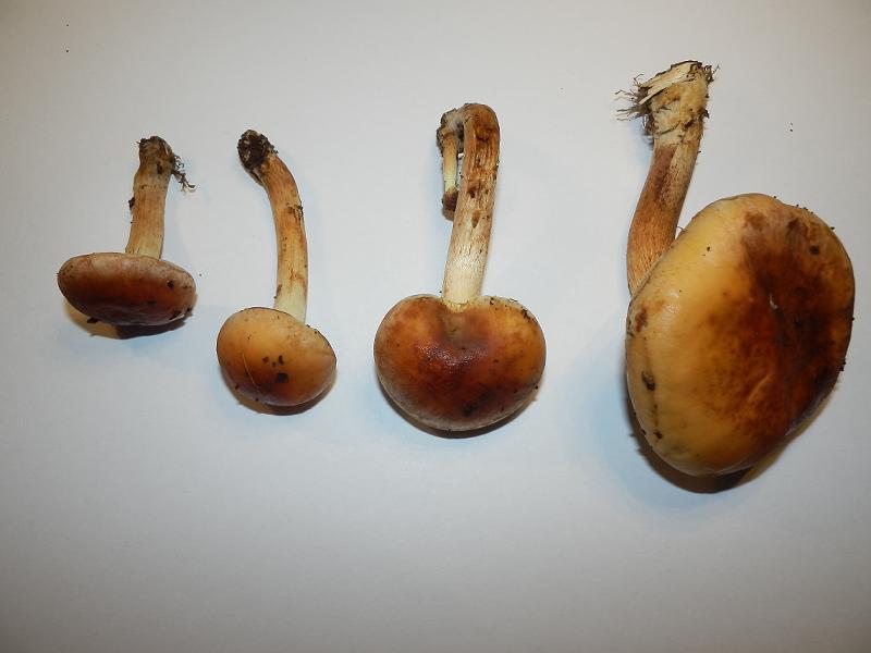 Hypholoma unbenannt-1.3.jpg