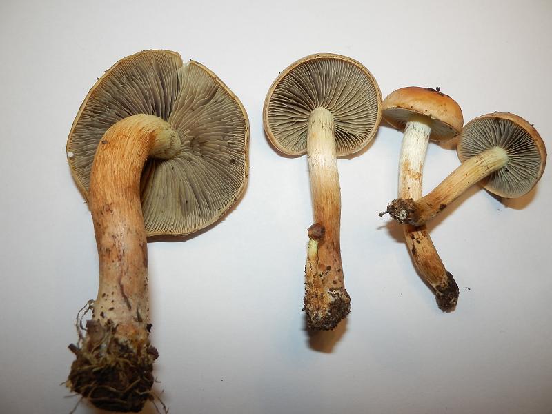 Hypholoma unbenannt-1.4.jpg