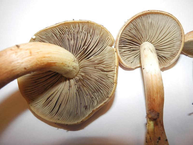 Hypholoma unbenannt-1.5.jpg