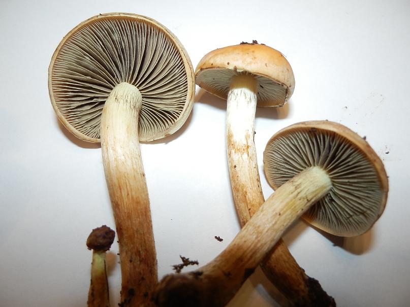 Hypholoma unbenannt-1.6.jpg