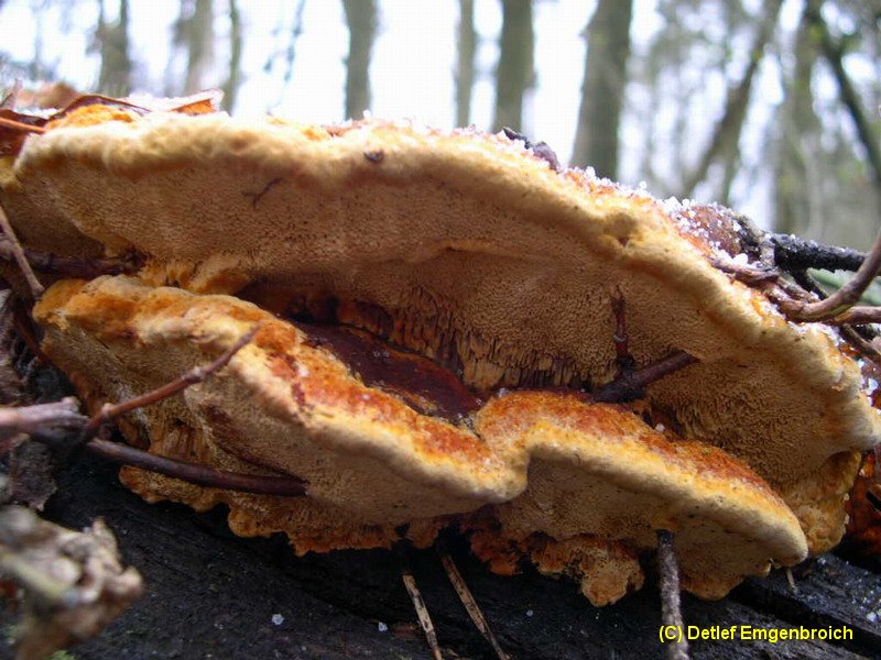 Gloeophyllum odoratum-a.JPG