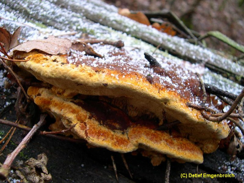 Gloeophyllum odoratum-b.JPG