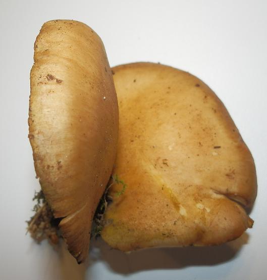 Panellus serotinus-1.JPG